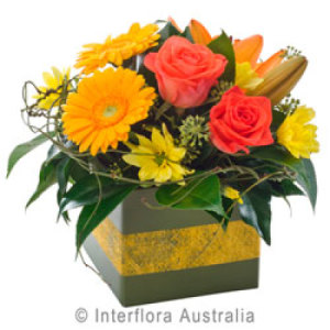 Whimsy, Petite Box of Colour