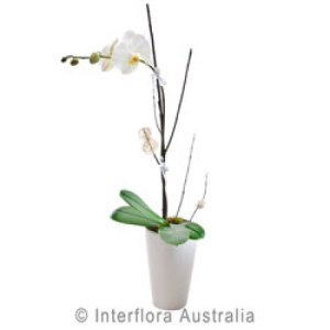 Flowering Orchid Plant