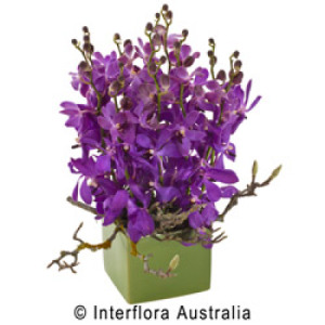 Ceramic Pot of Vanda or Singapore Orchids