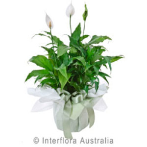 Flowering Plant