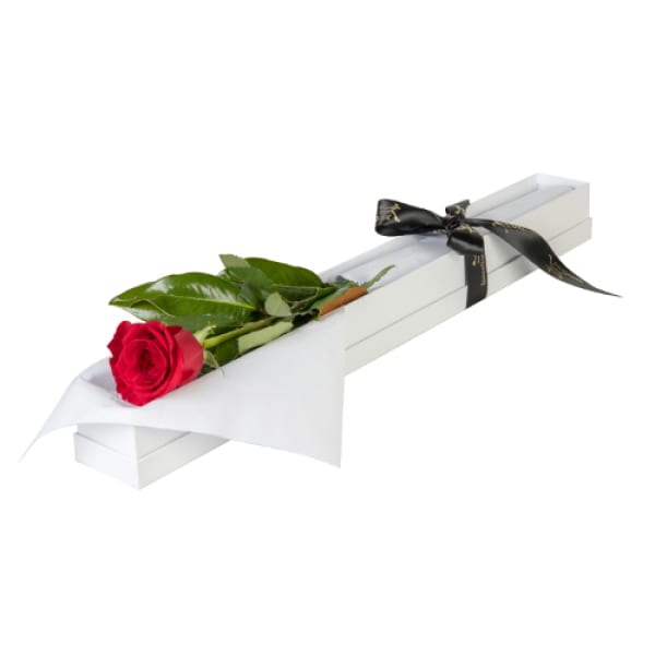 Single Boxed Rose