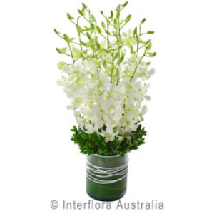 Orchids in Glass Vase